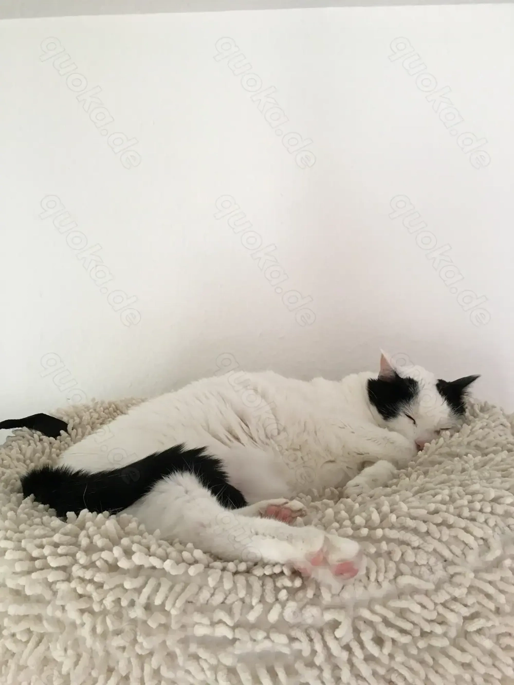 Katzenpflegestelle werden...