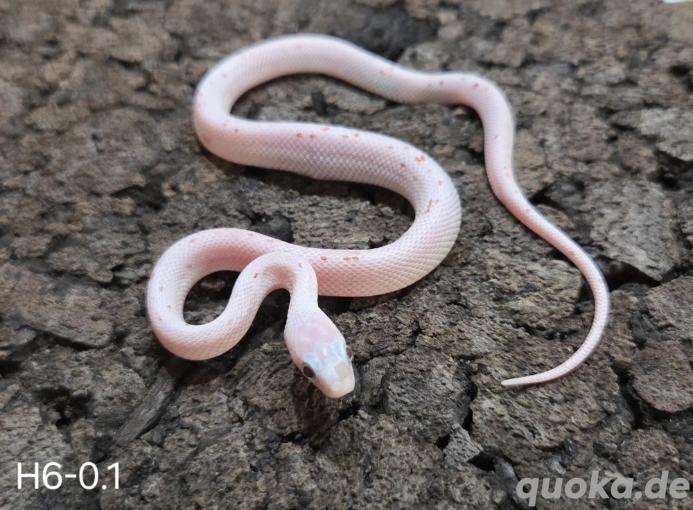 Blood Palmetto, Palmetto, Wild het Palmetto 