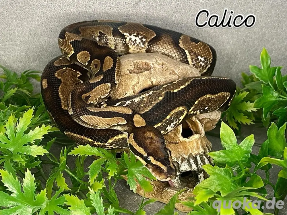 Königspython 1.0 Calico 