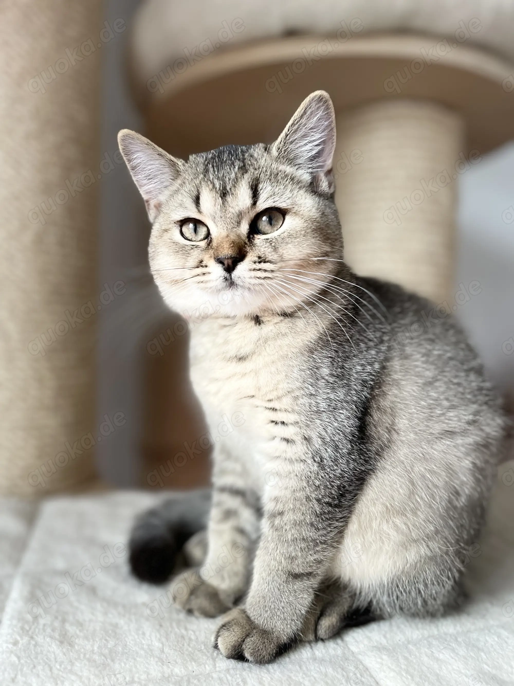 Britisch Kurzhaar Kätzchen mit exzellenten Stammbaum 