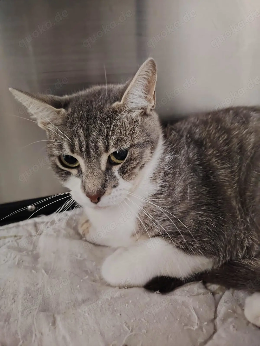 Coral sucht ein liebevolles Zuhause mit Freigang