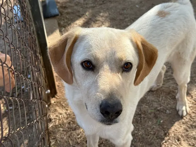 Nik sucht sein Zuhause (noch auf Sardinien)