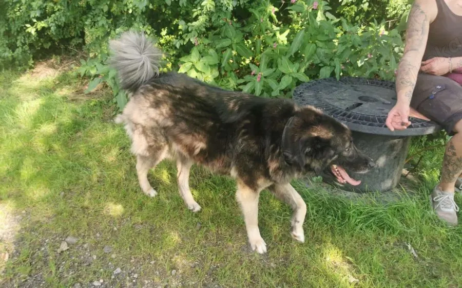 Dean sucht sein Für-Immer-Zuhause