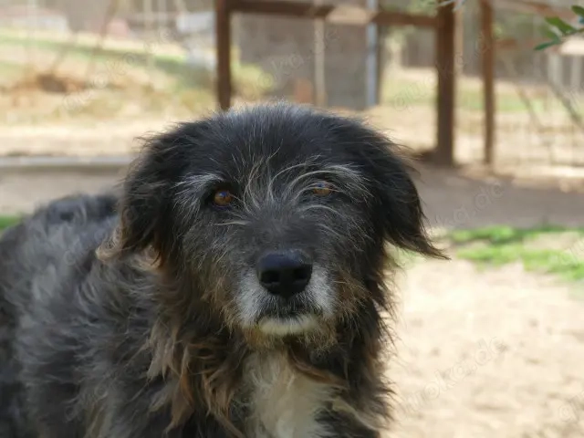 Cika sucht ihr Zuhause (noch auf Sardinien)