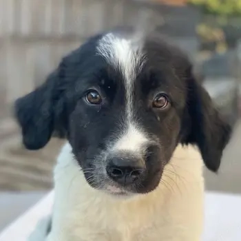 Anastasia, geb. ca. 05 2025, lebt in GRIECHENLAND, im städt. Tierheim Serres