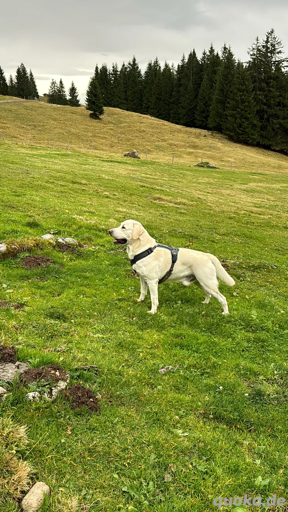 Deckrüde Labrador, weiß, mit ZZL