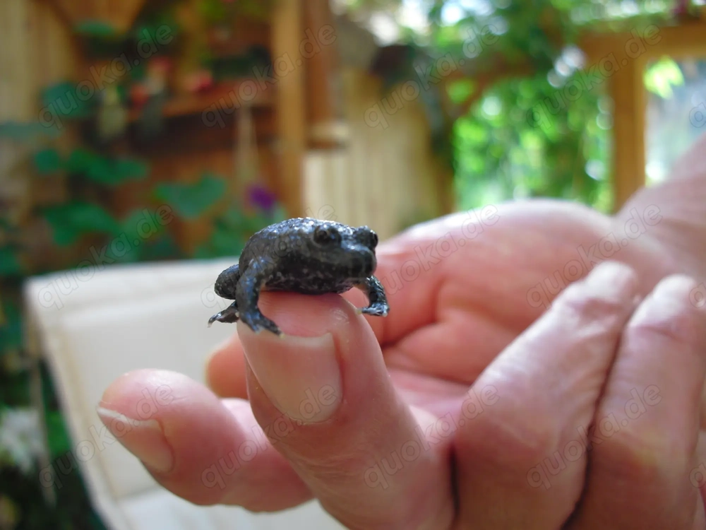 Bombina variegata ,Gelbbauchunke