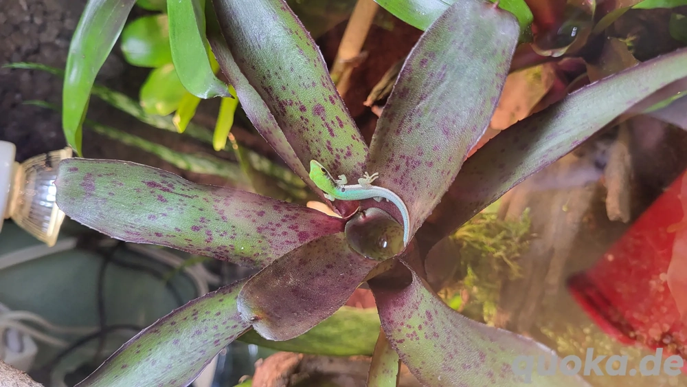 0.0.4 Phelsuma Dorsovittata 