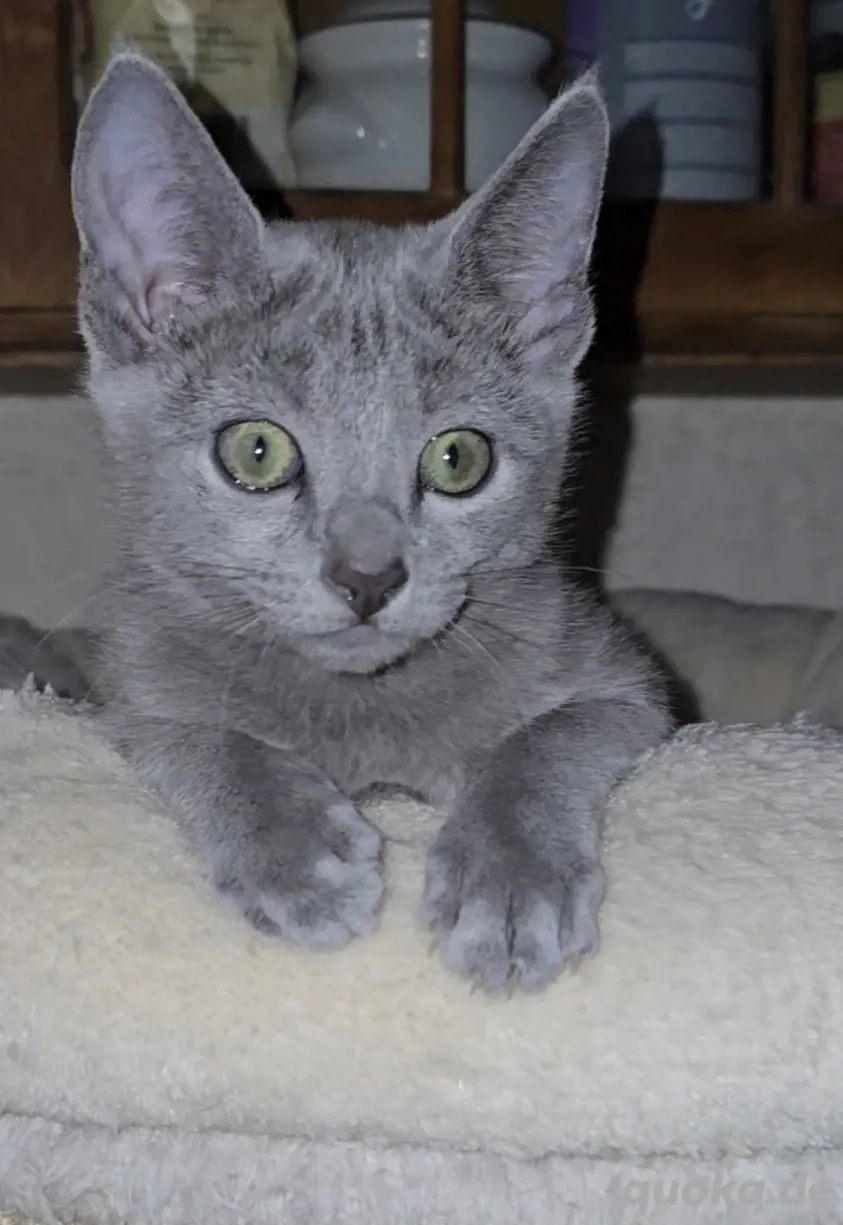 Wunderschöner Russische Blau Katerchen sucht liebevolle Menschen!
