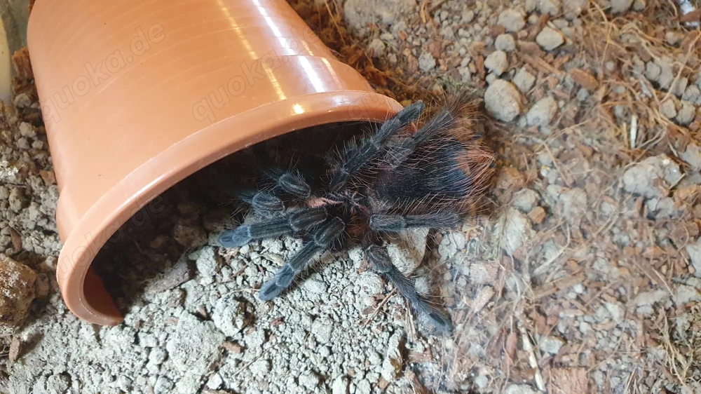 0.1.1 Pamphobeteus sp. machalla Paar
