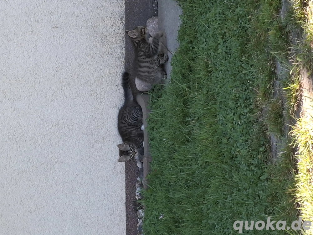 2 Kater zu verkaufen