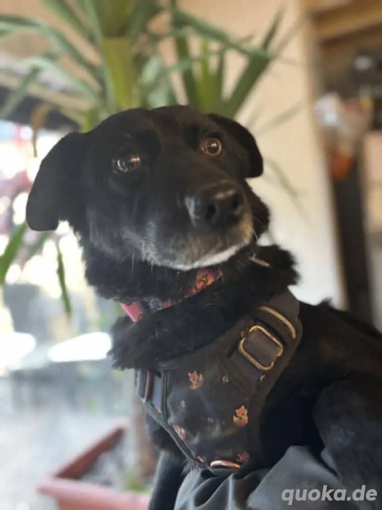 Greti sucht ein Zuhause     