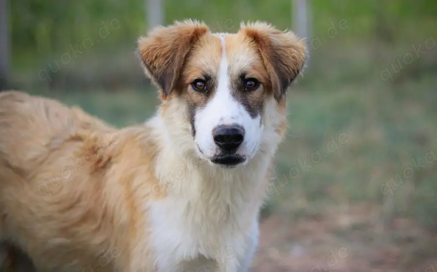 Liebevolles zu Hause für Jackson gesucht