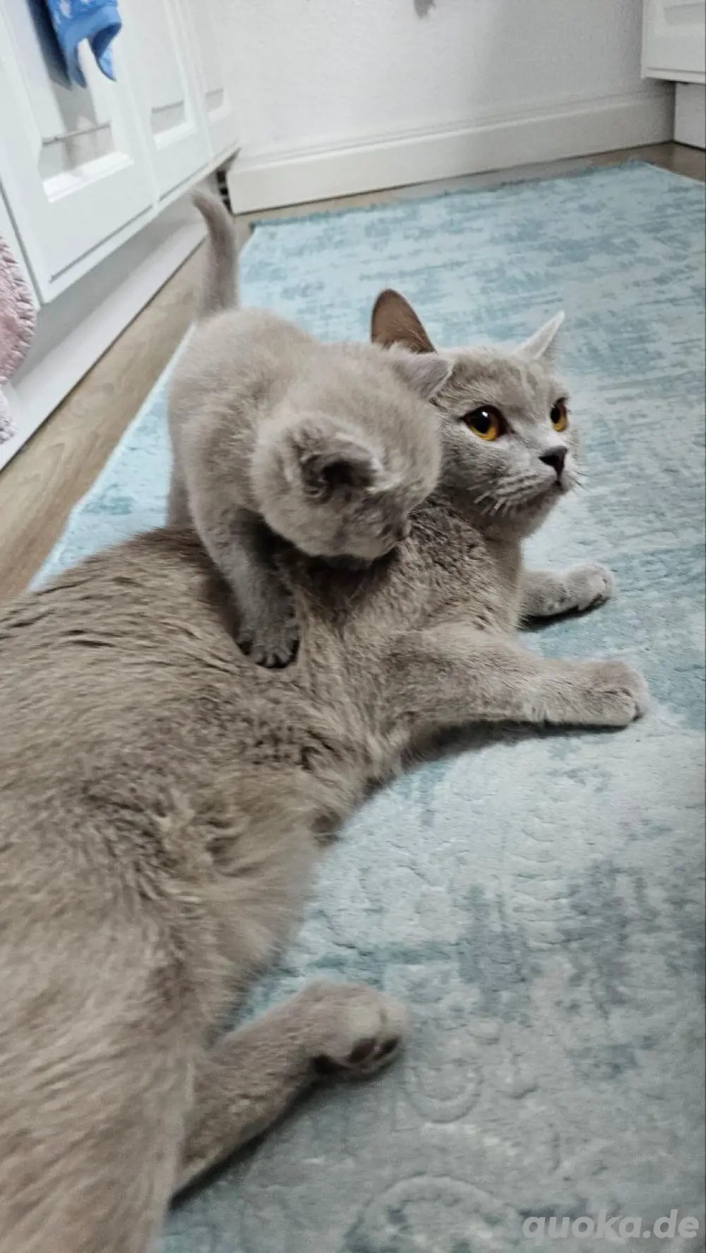 BKH Kitten grau (blue)      1 Mädchen & 2 Kater   verschmust, familienaufgezogen, abgabebereit