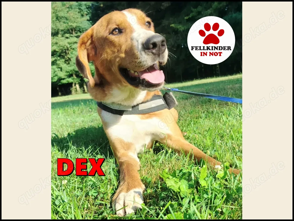 hübscher Posavski Gonic Mischlings-Rüde Dex sucht ein Zuhause oder Pflegestelle