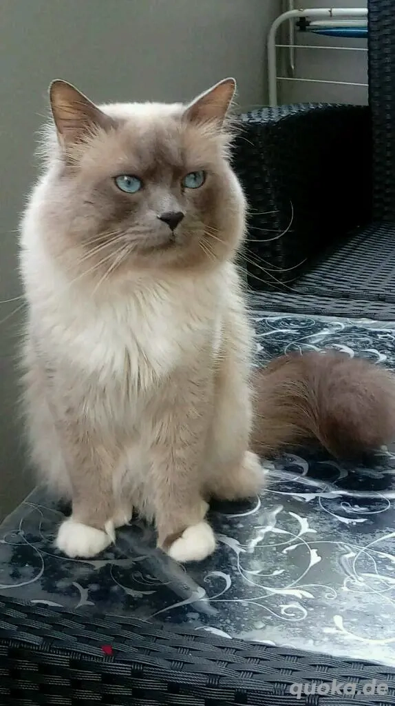 Heilige Birma Kater, Deckkater