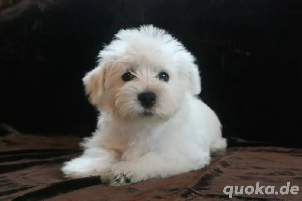 Minidoodle Milly Goldendoodle mal Maltipoo mix