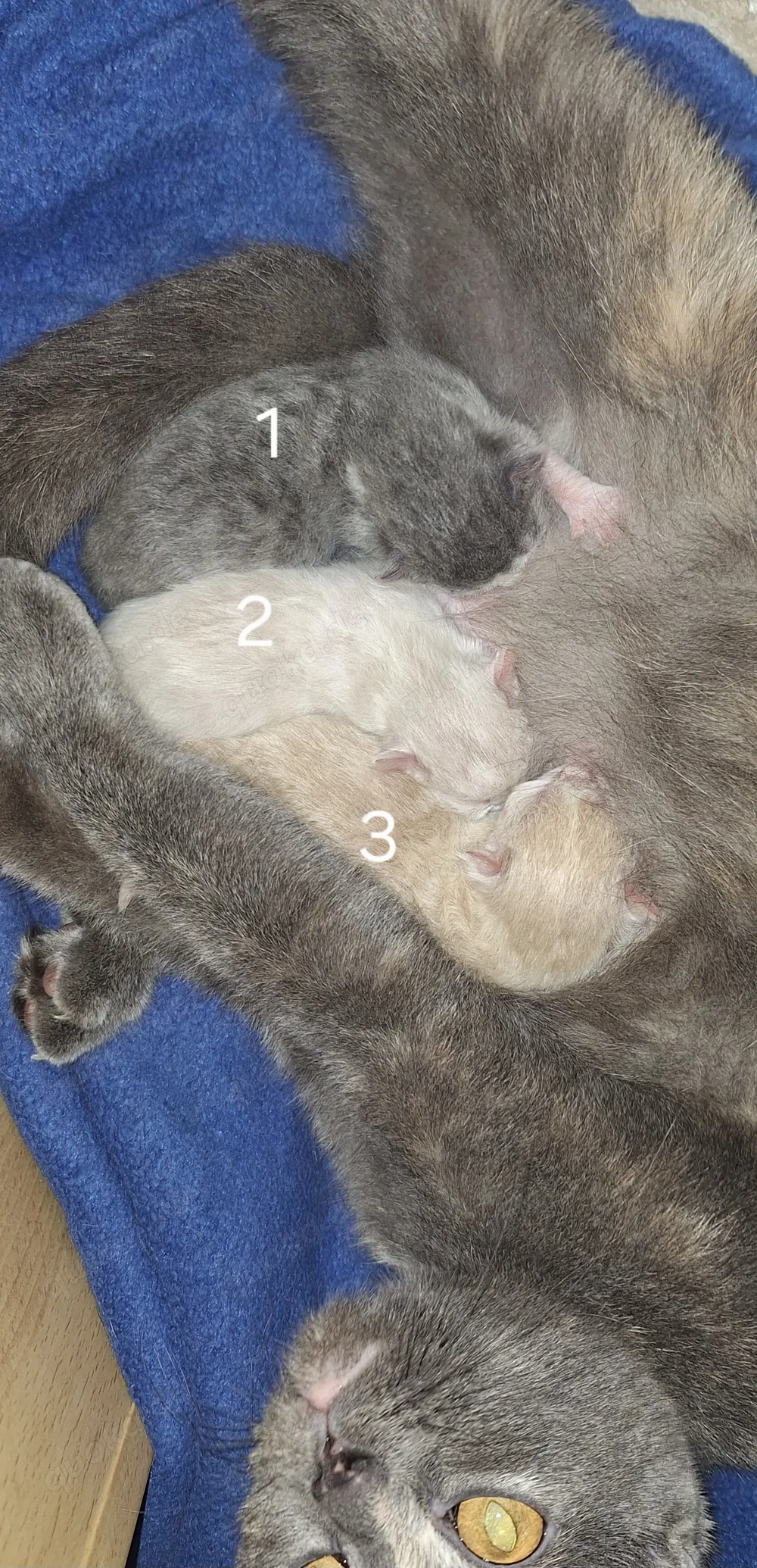 Britisch kurzhaar Kitten 