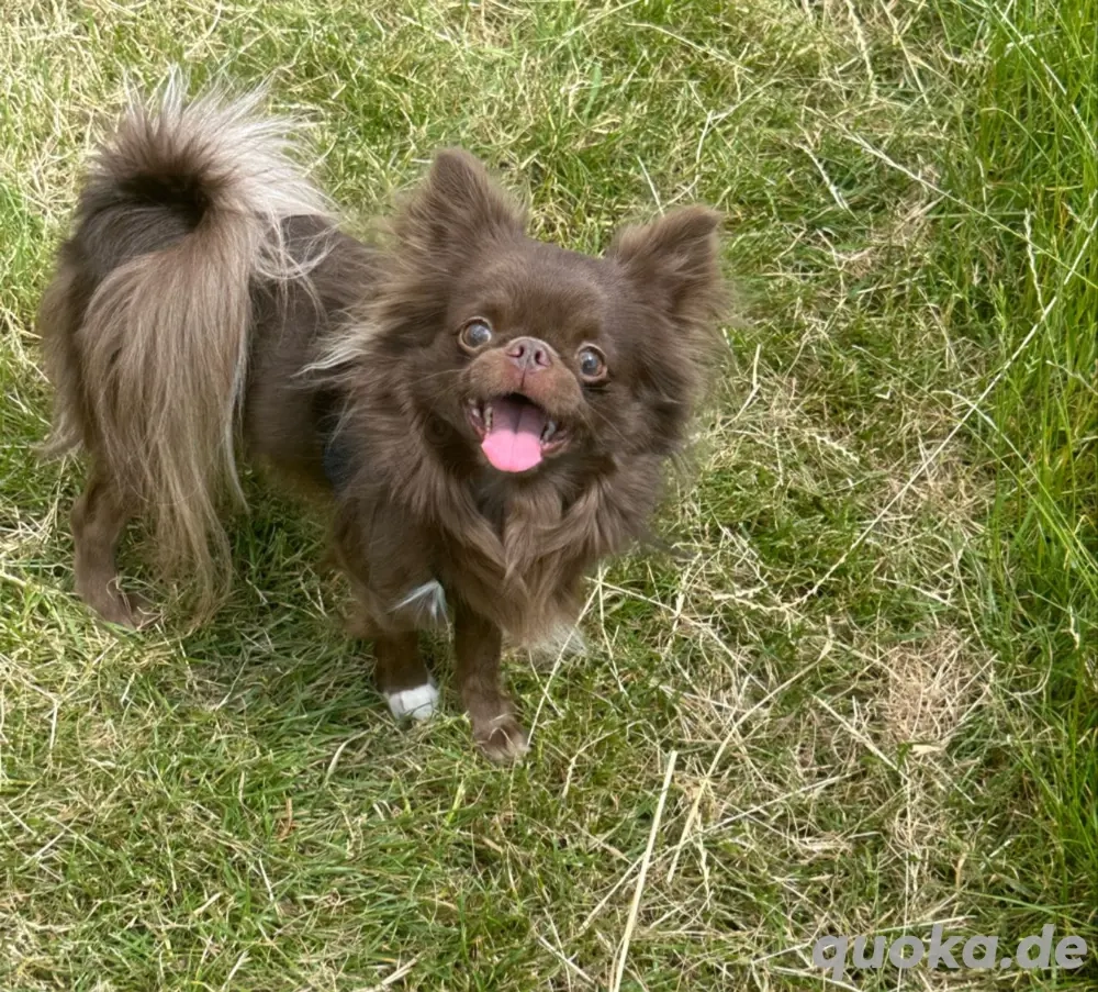 Chihuahua Deckrüde Langhaar