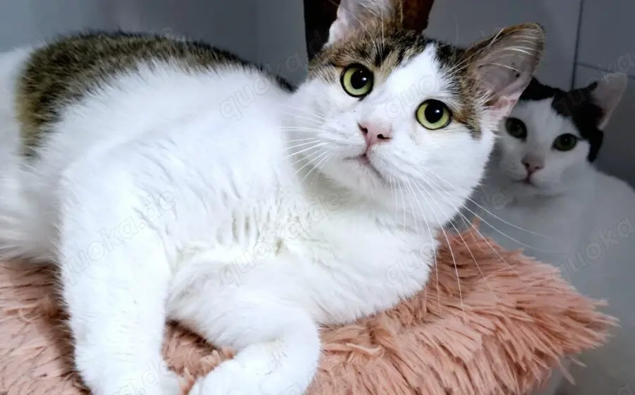 Liebevoller Giovanni sucht sein neues Zuhause!  	