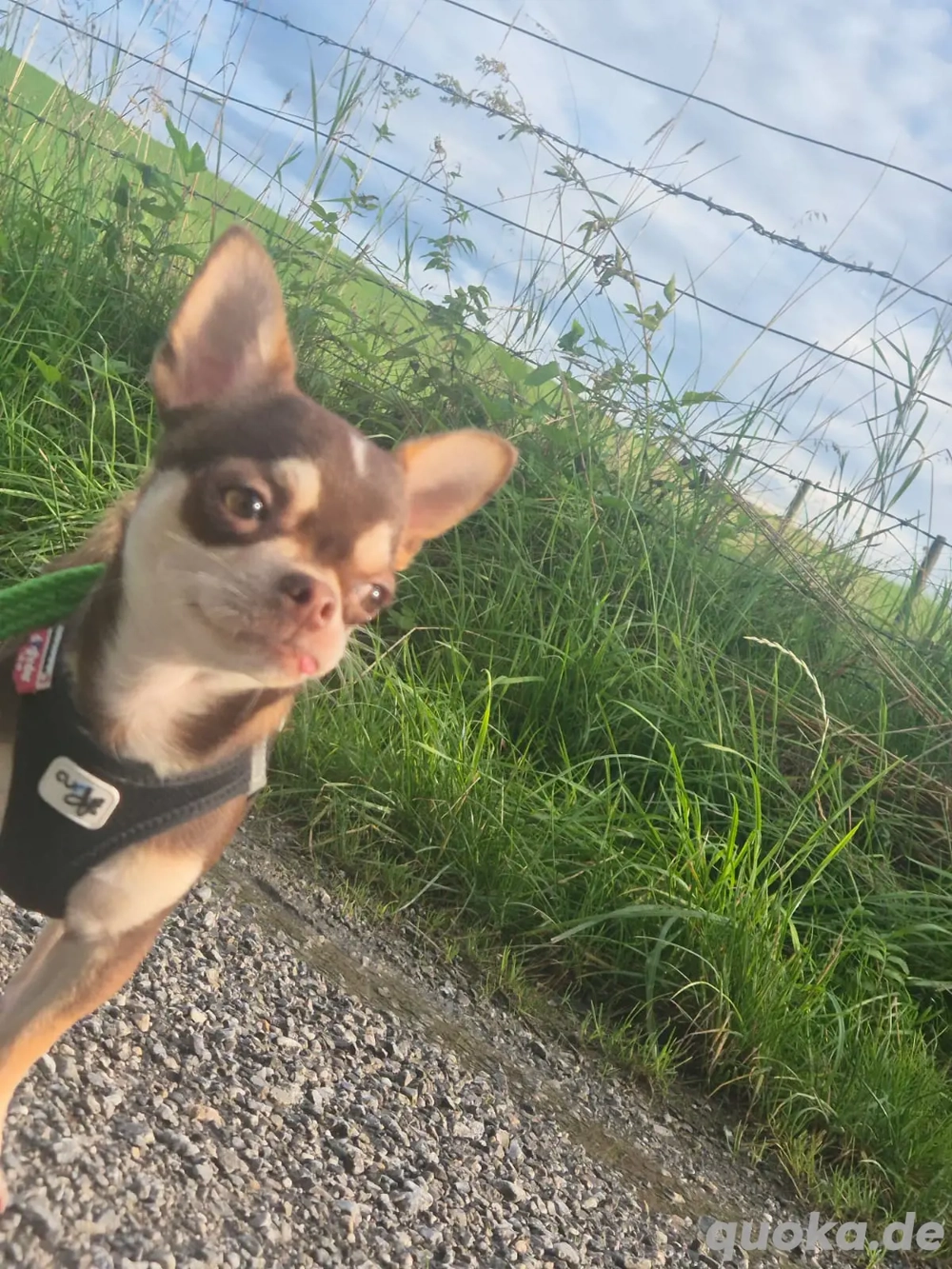 Chihuahua, Mini, Ahnentafel, Rüde,  8 Monate jung,  Ahnentafel,  EU Ausweis,  vollständig geimpft us