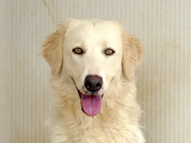 Cecilia sucht ihr Zuhause (noch auf Sardinien)