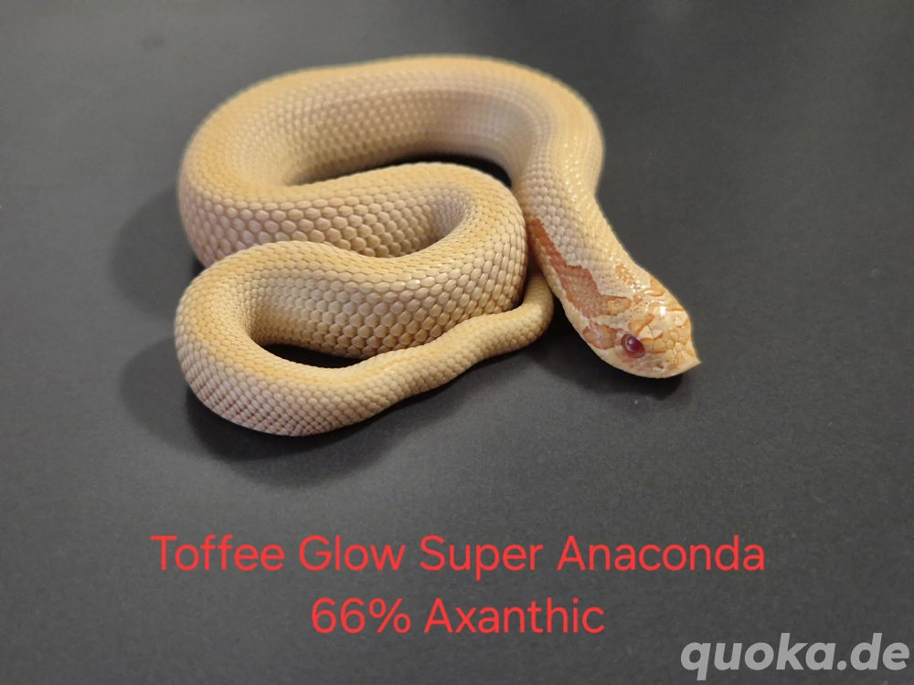NZ 2025 - Hakennasen, Hognose (Toffee, Albino, Axanthic, Super Conda)
