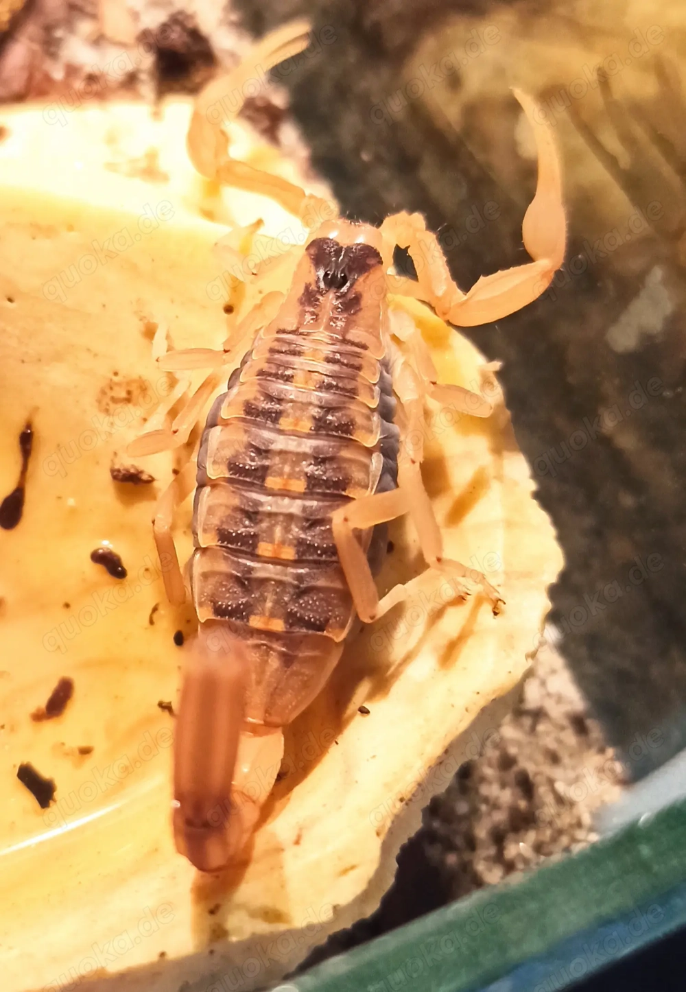 Centruroides vittatus aus Nachzucht