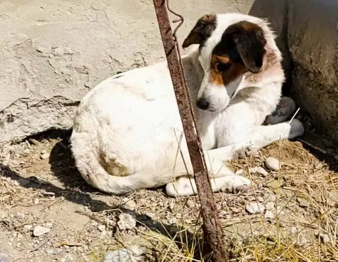 Peppe - bekommt er bei dir ein richtiges Zuhause?