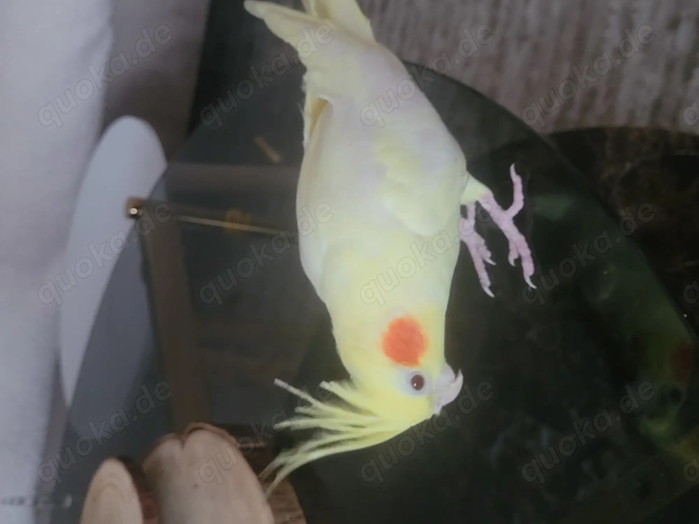 Gelbe Papageiennymphe