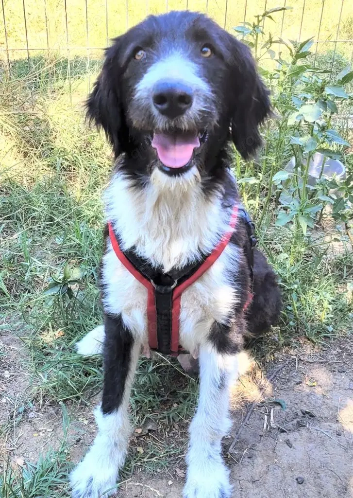 MALEENE, eine total freundliche, ausgeglichene, eher ruhige und anhängliche Hündin