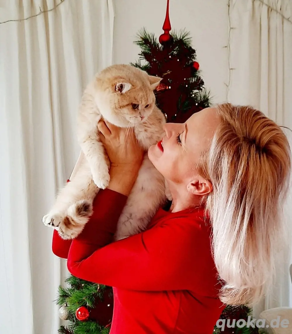 Champion Deckkater BKH Blue Golden mit Stammbaum