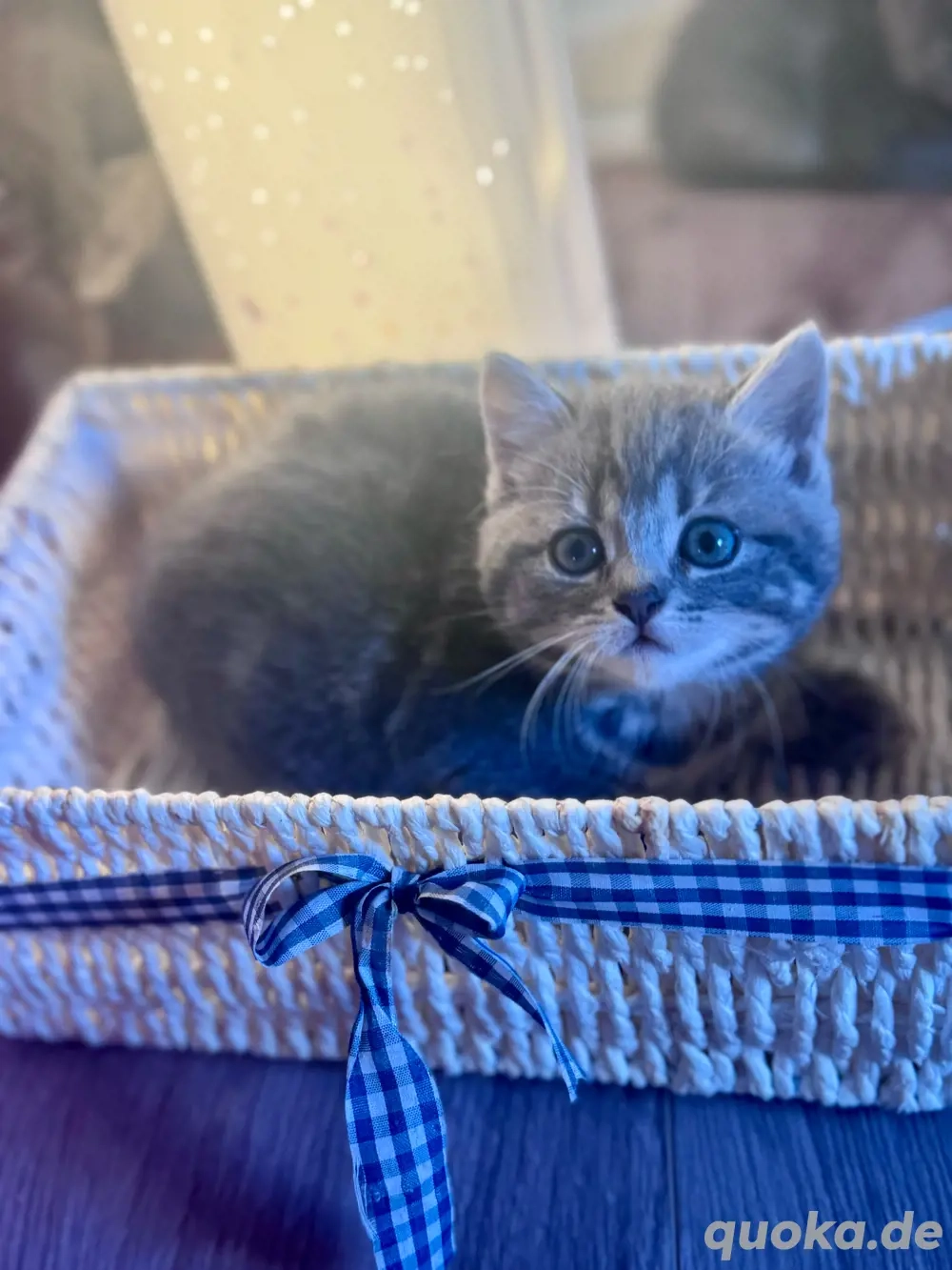 Berlin Katzen Zu Verschenken