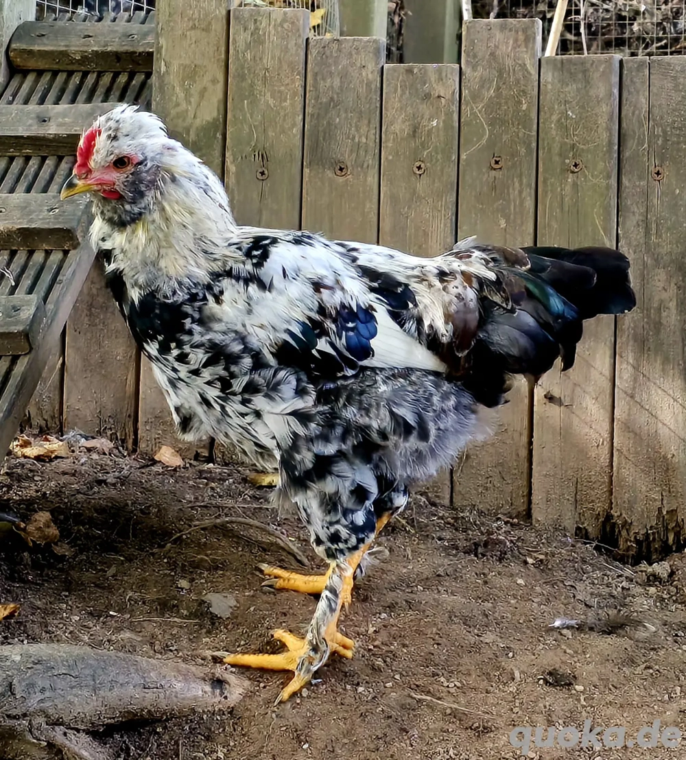 Schwedischer Blumenhahn