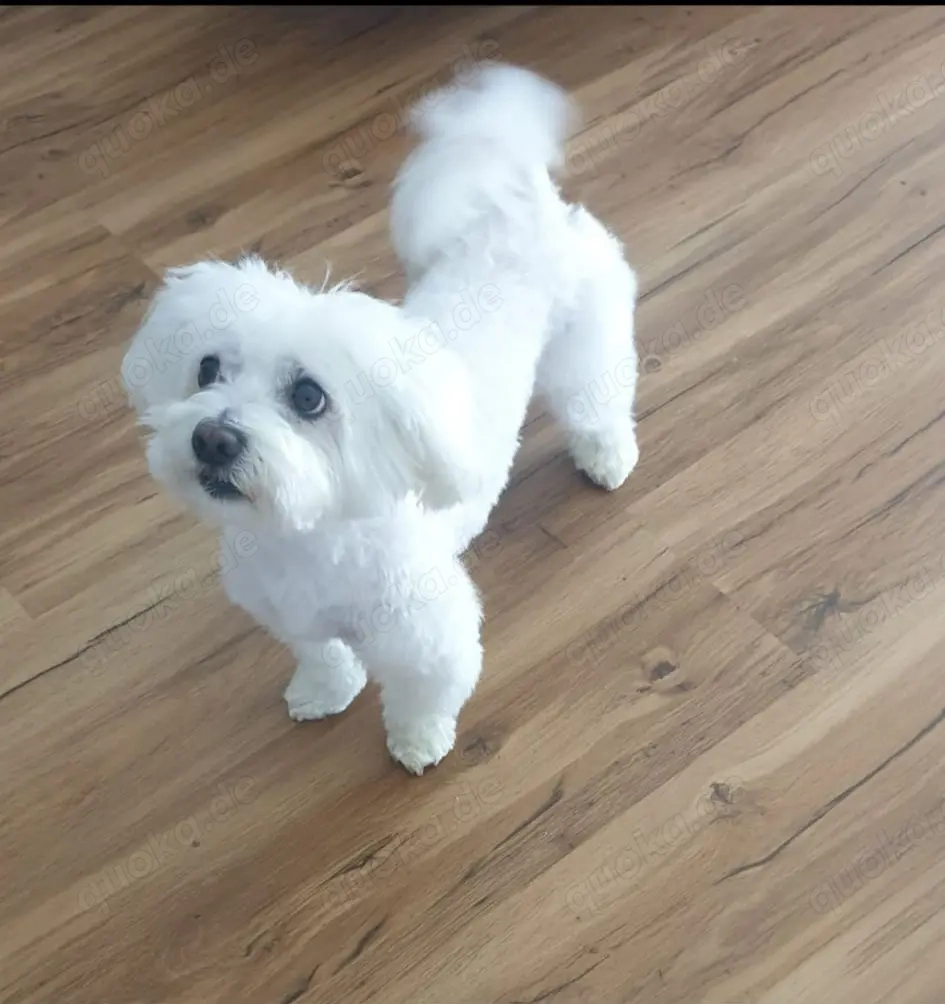 Fips sucht sein letztes Zuhause