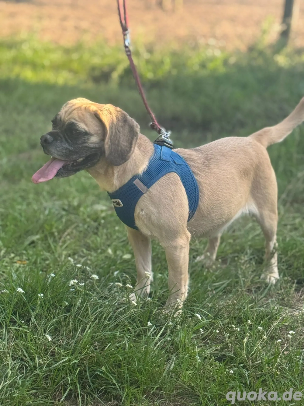 ich bin Charlotte und suche ein schönes zu Hause 