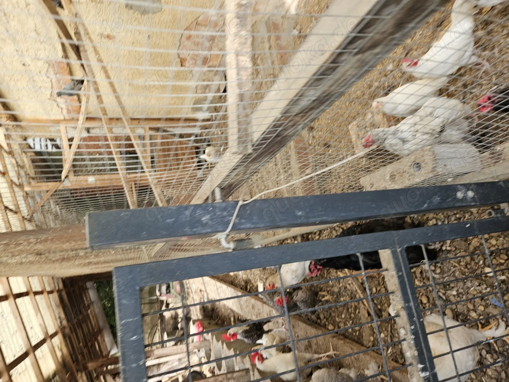 Hühner und Hähne abzugeben 