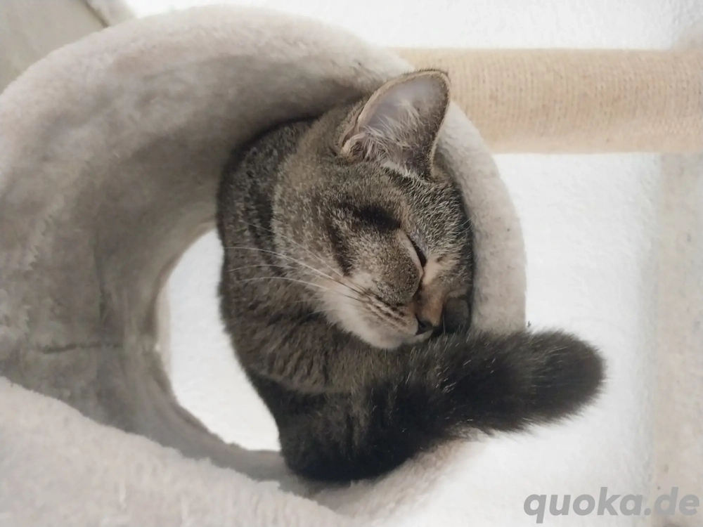  BKH-Kater sucht dringend ein neues Zuhause 