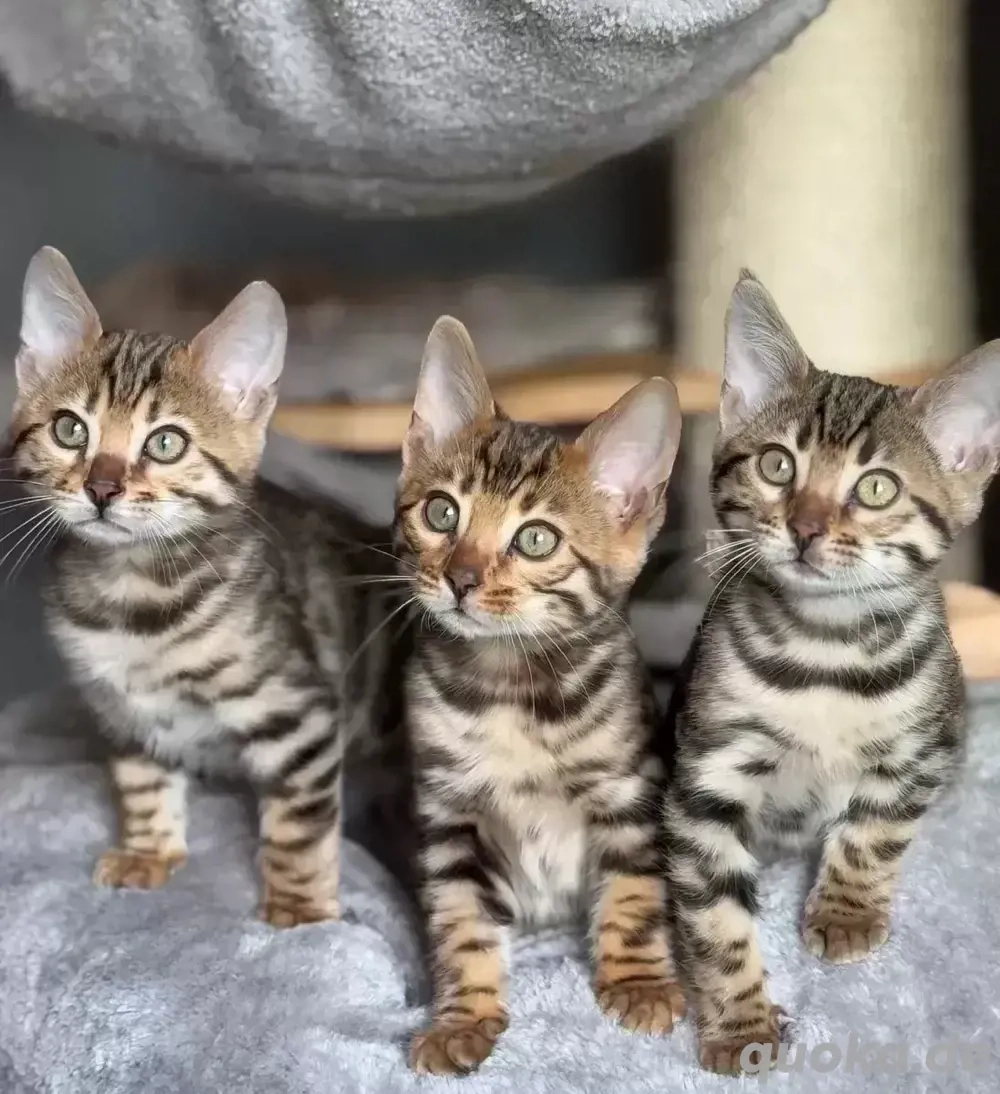 Bengal Kitten mit Stammbaum