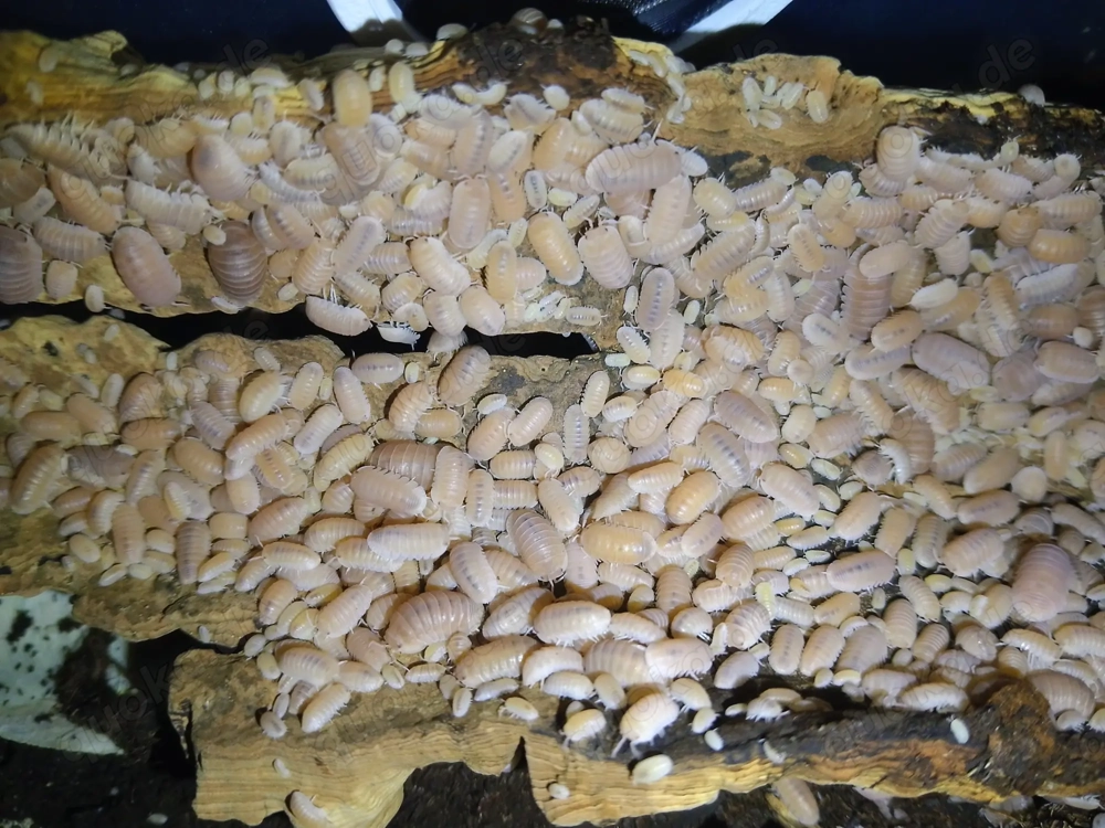 cubaris murina papaya, Asseln 