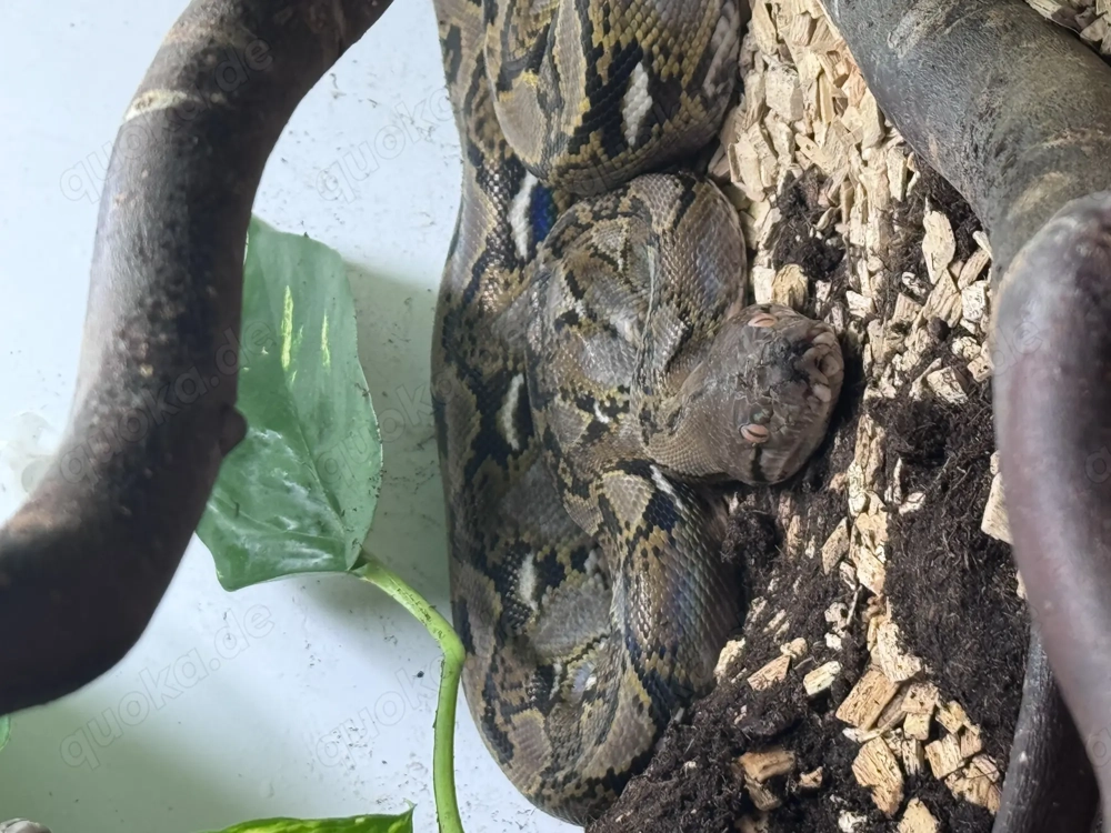 Aufnahme von Schlangen