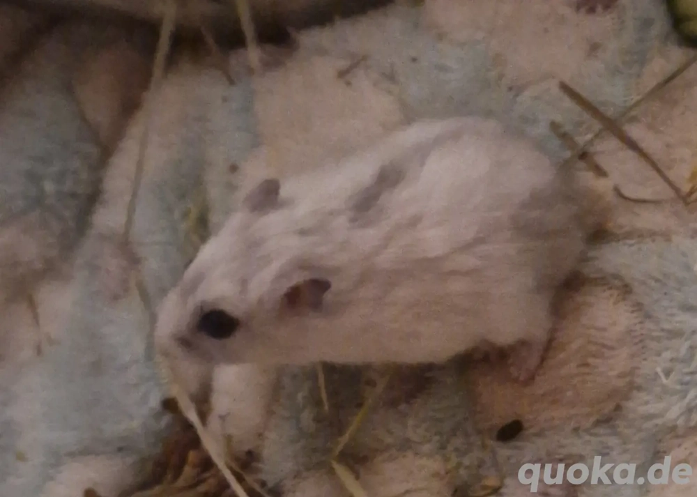 Dsungarische Zwerghamster