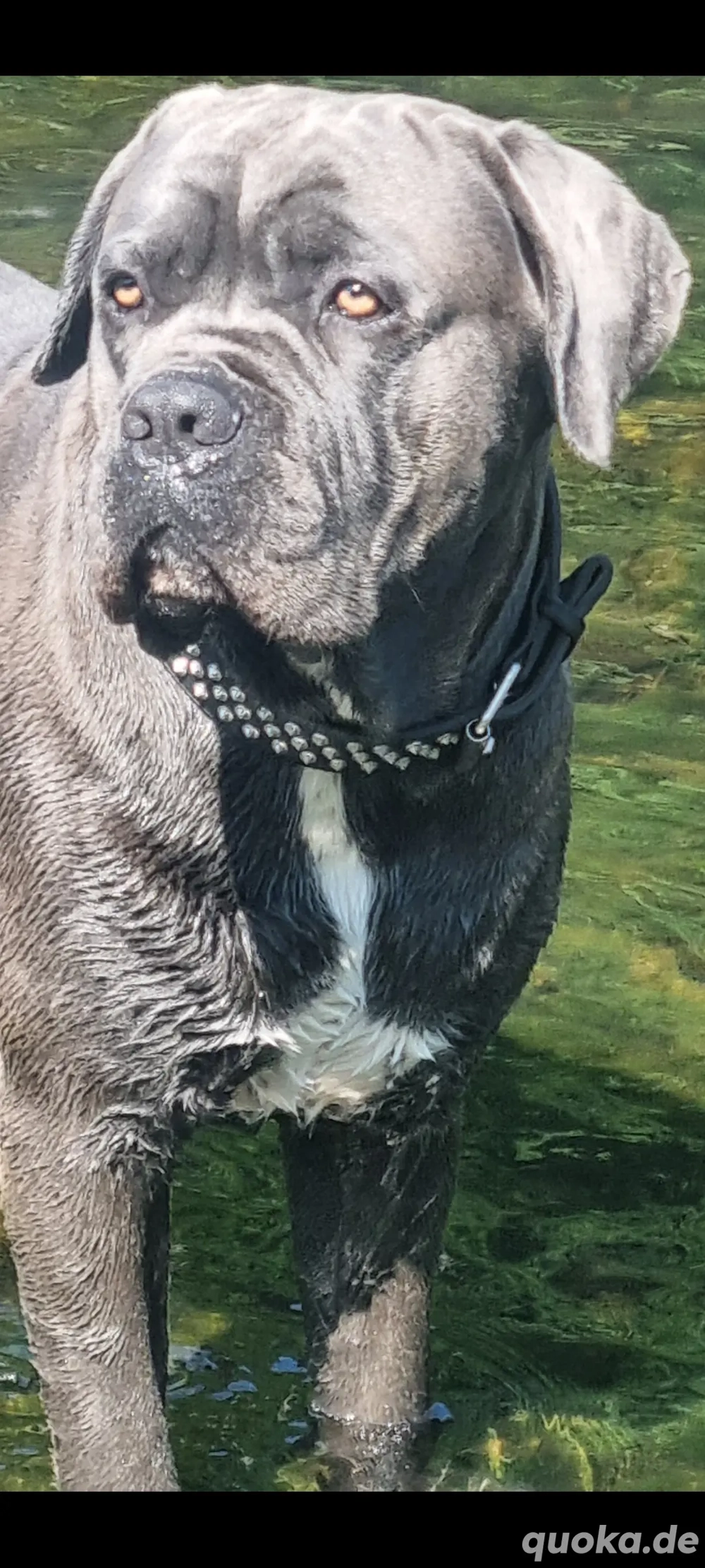 Schöner Canecorso Rüde 