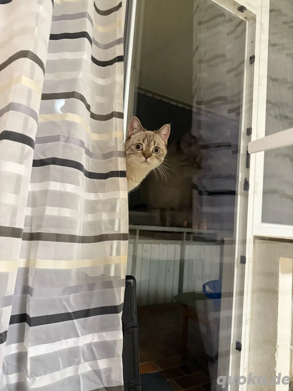   Zu verkaufen   zur Adoption: BKH-Katze, weiblich  