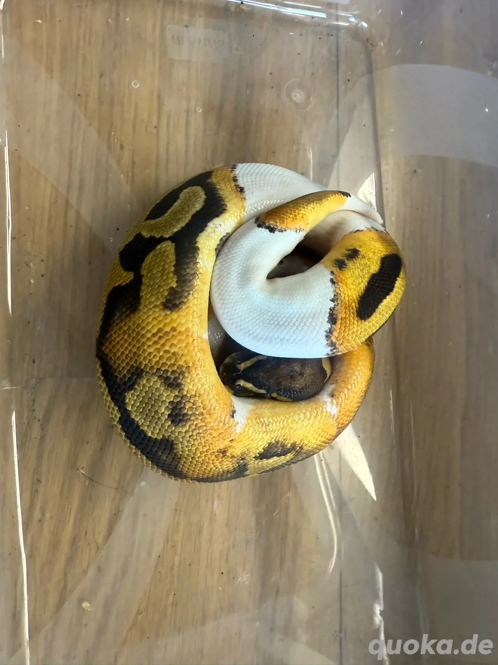 diverse Königspythons 0.1 und 1.0