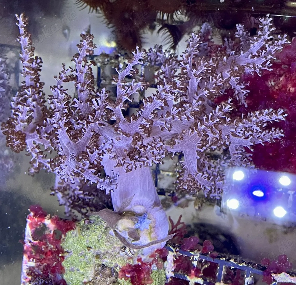 Capnella imbricata   Keniabäumchen