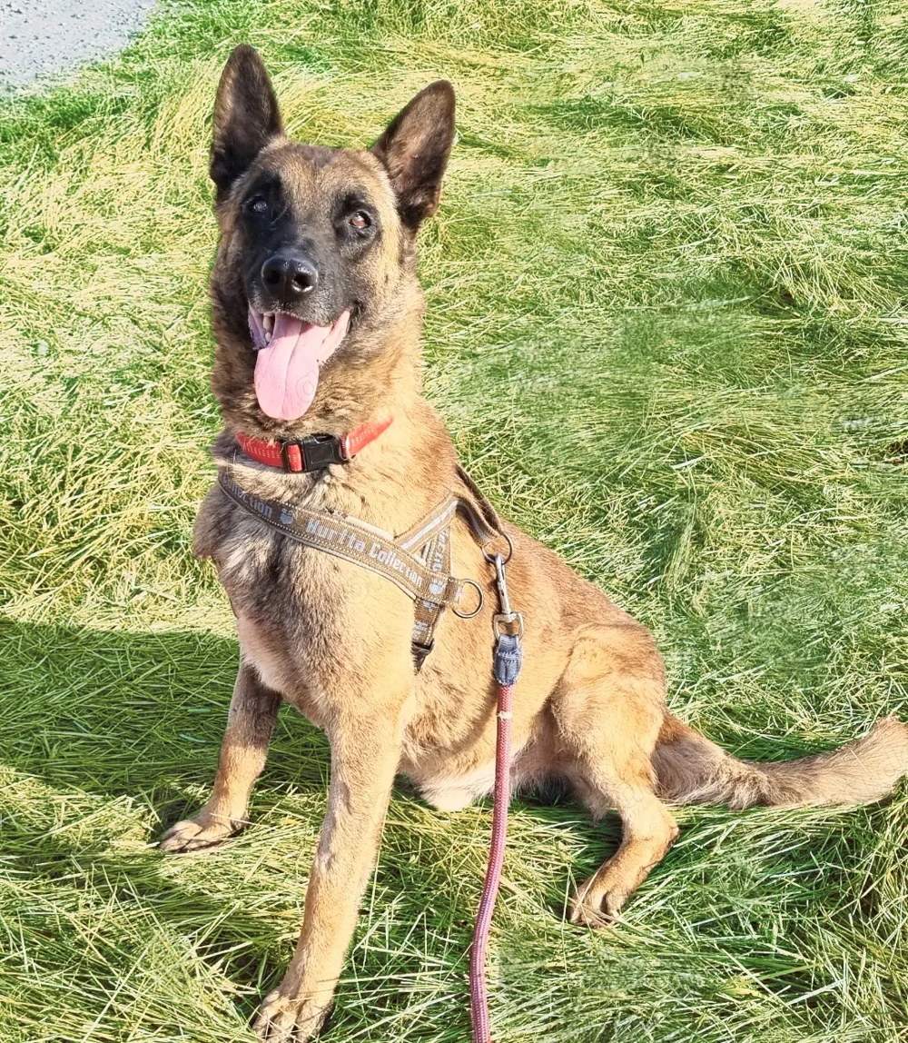 DANNY, freundlich, aufmerksam, gehorsam