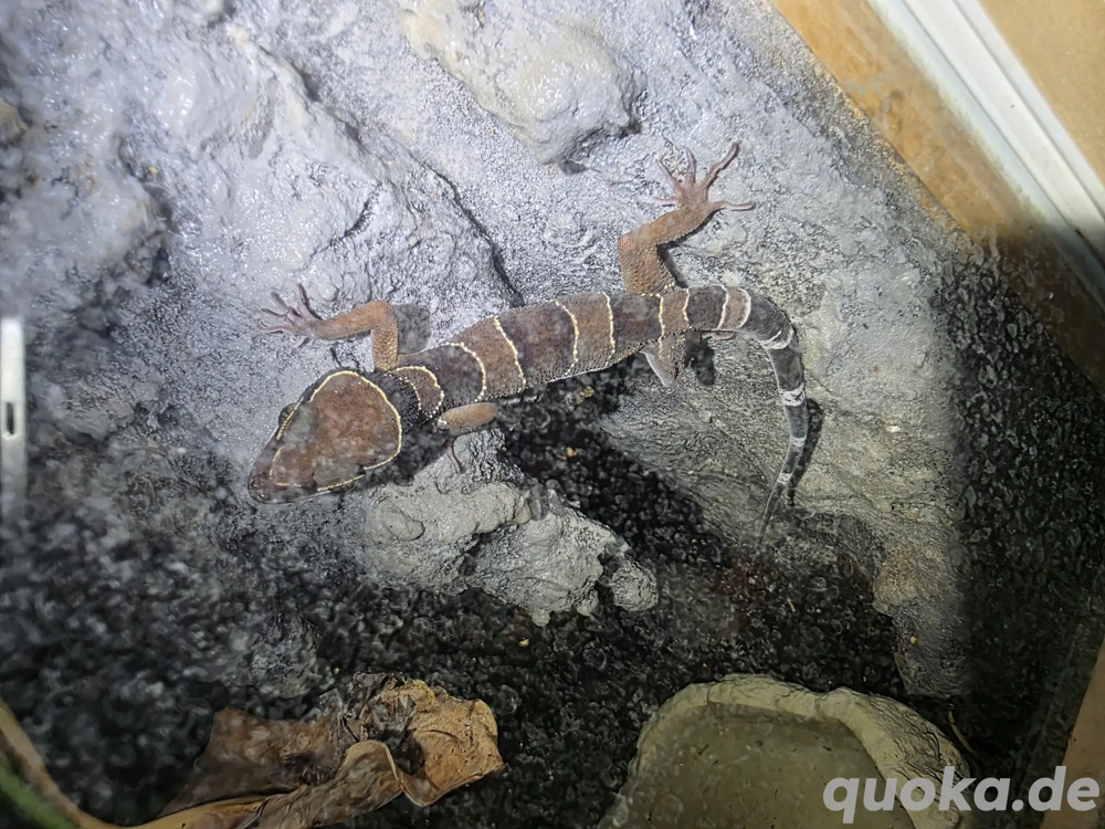 1.1 Malayischer Bogenfingergecko