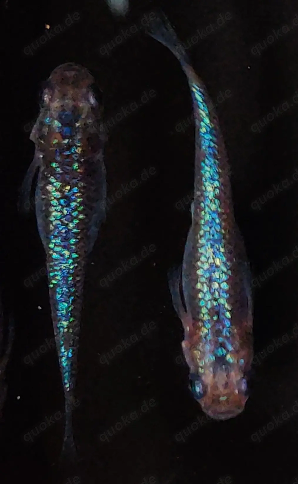 Medaka Blue Sapphire Lame - Reisfisch - Teich Fische - Outdoor