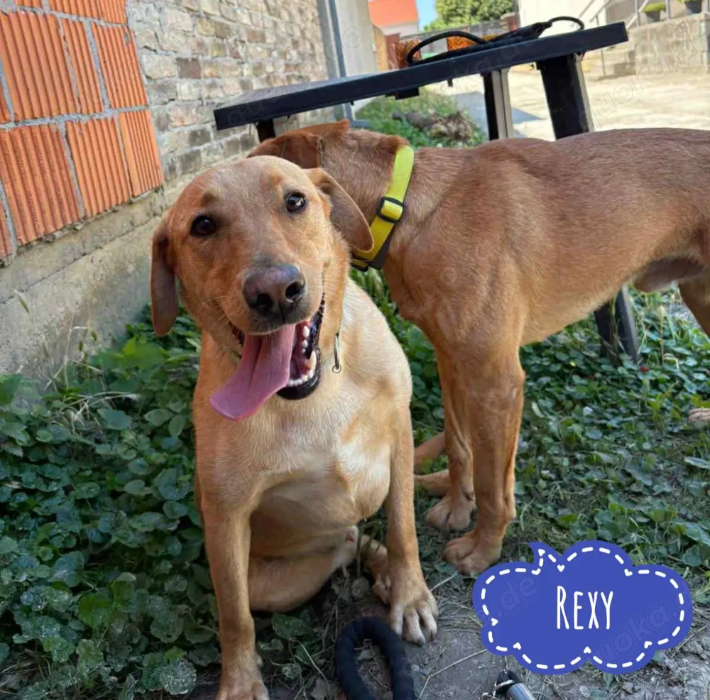 Rexy, junger und braver Labrador Mix
